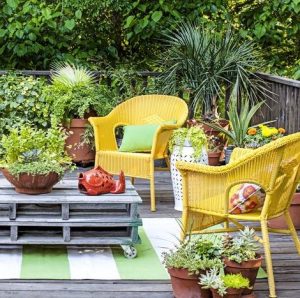 garden plants