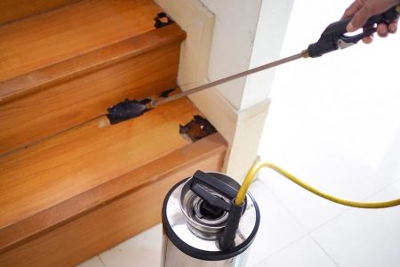 home pests