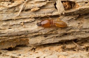 termite