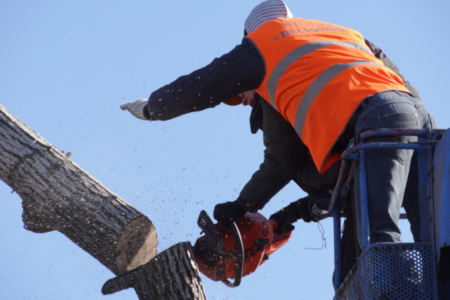 cutting a tree