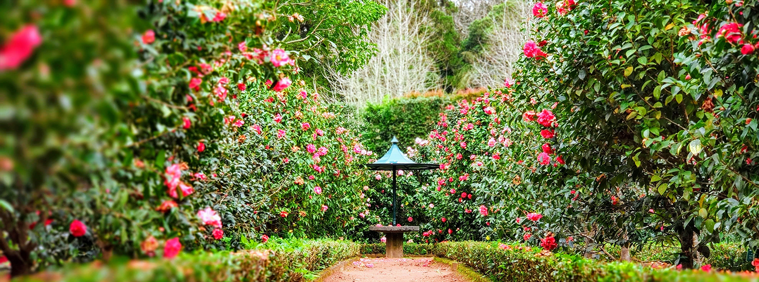 Choosing the Right Plants for Your Garden